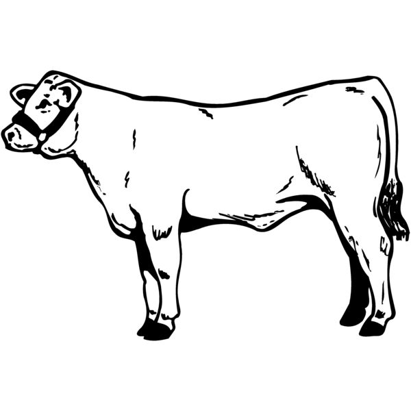 COW017 Thumbnail